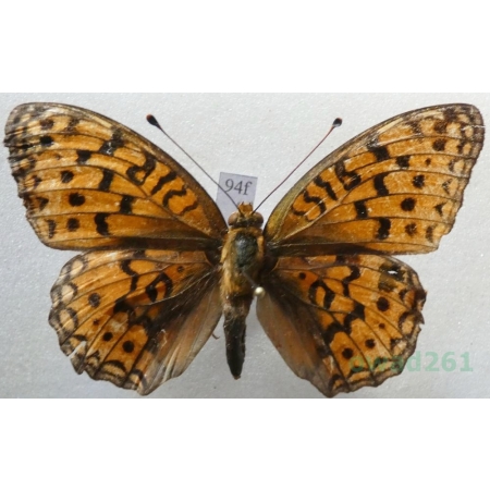 Argynnis adippe (Denis & Schiffermüller, 1775) female Dostojka adype Croatia94f